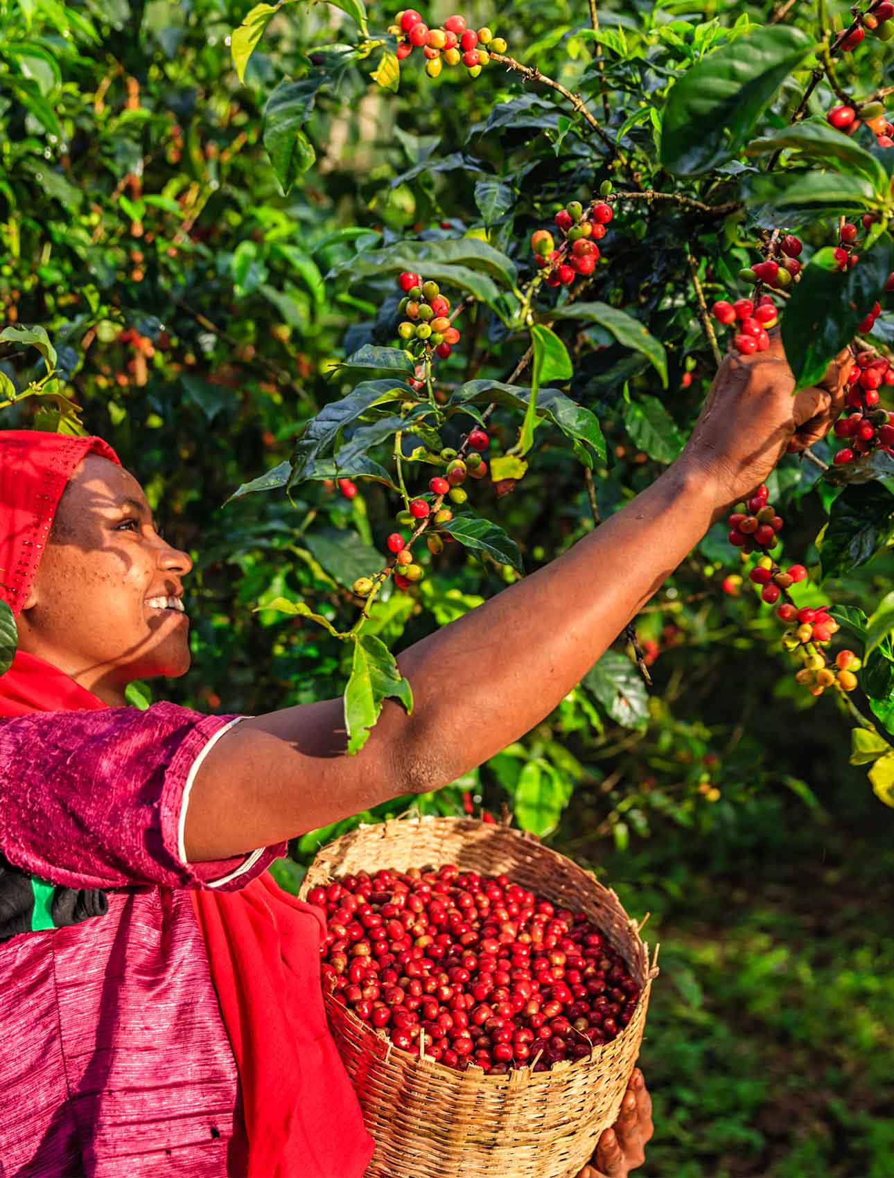 woman collecting coffee cherries