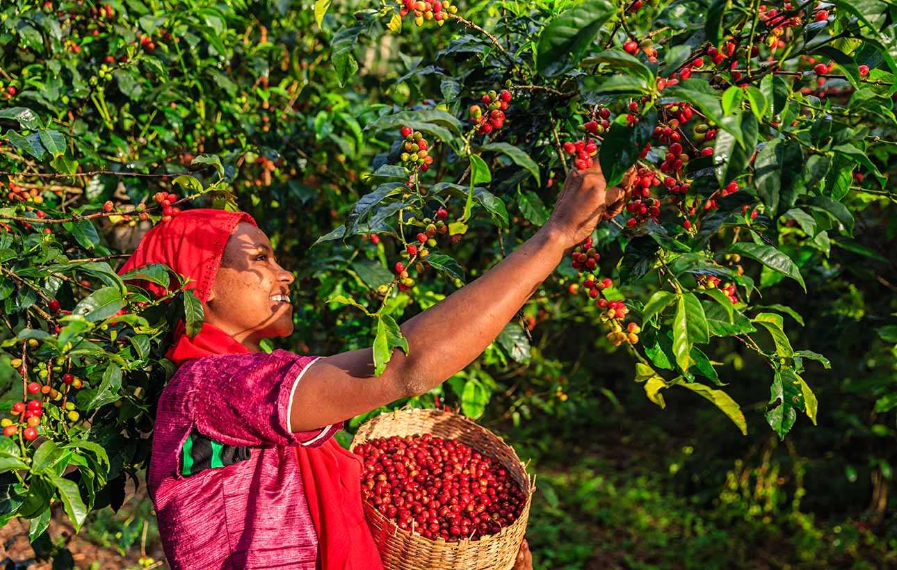 woman collecting coffee cherries