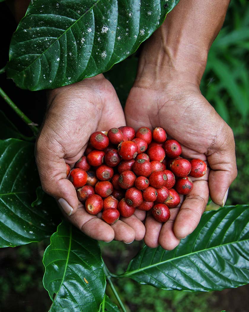 hands holding coffee cherries