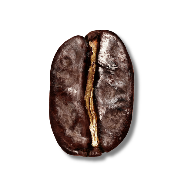 dark roast bean