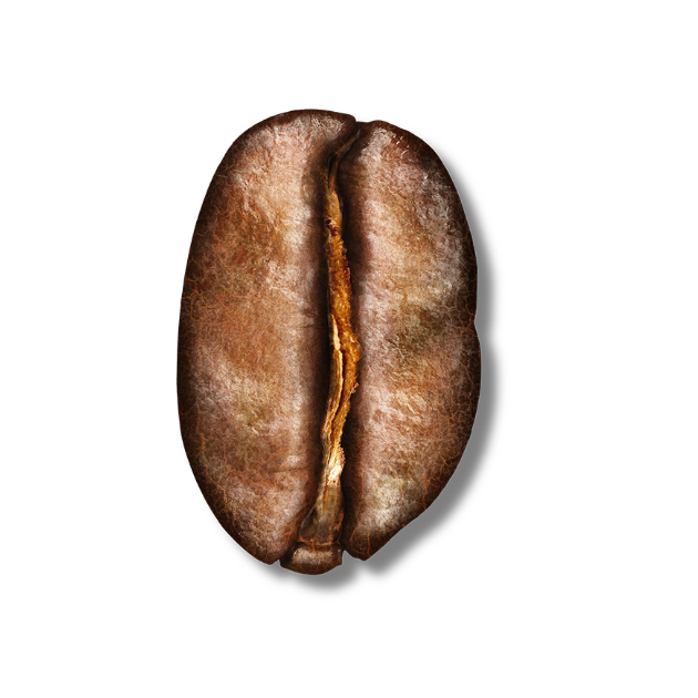 medium roast bean