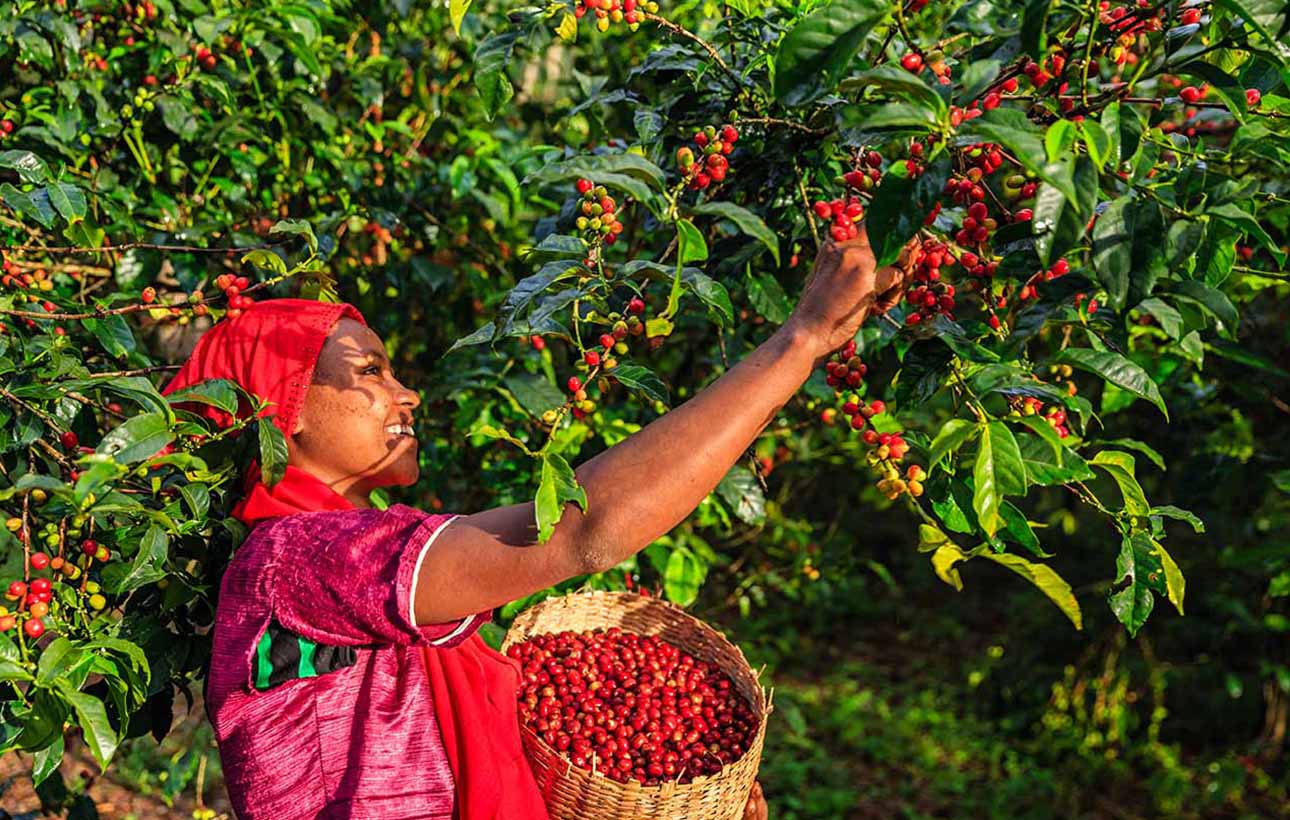 Coffee beans being picked by a woman